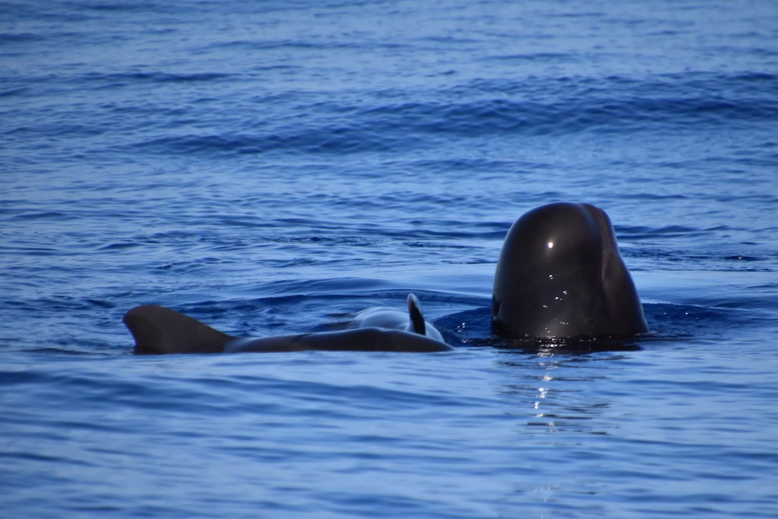 Whales: Majestic Giants of the Sea near Los Gigantes slider thumbnail 2