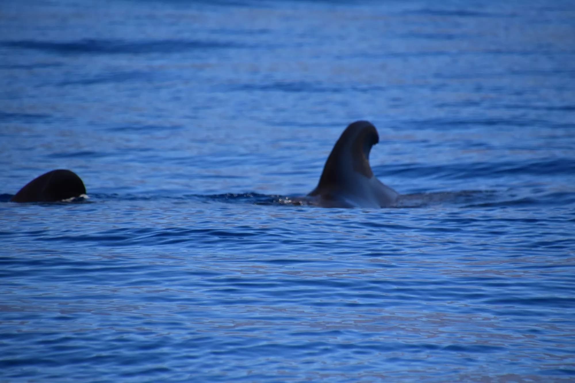 Whales: Majestic Giants of the Sea near Los Gigantes slider thumbnail 3