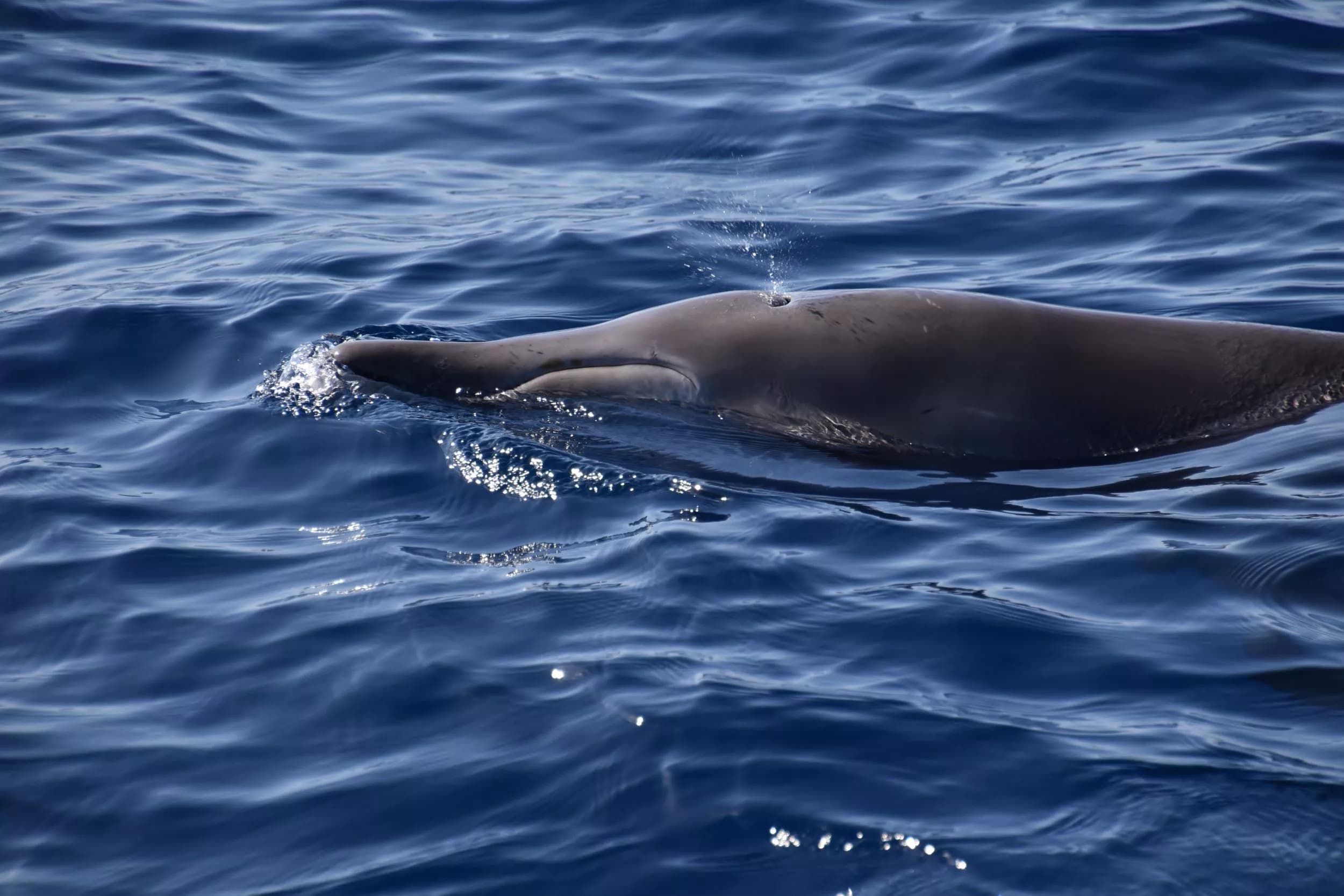 Whales: Majestic Giants of the Sea near Los Gigantes slider thumbnail 4