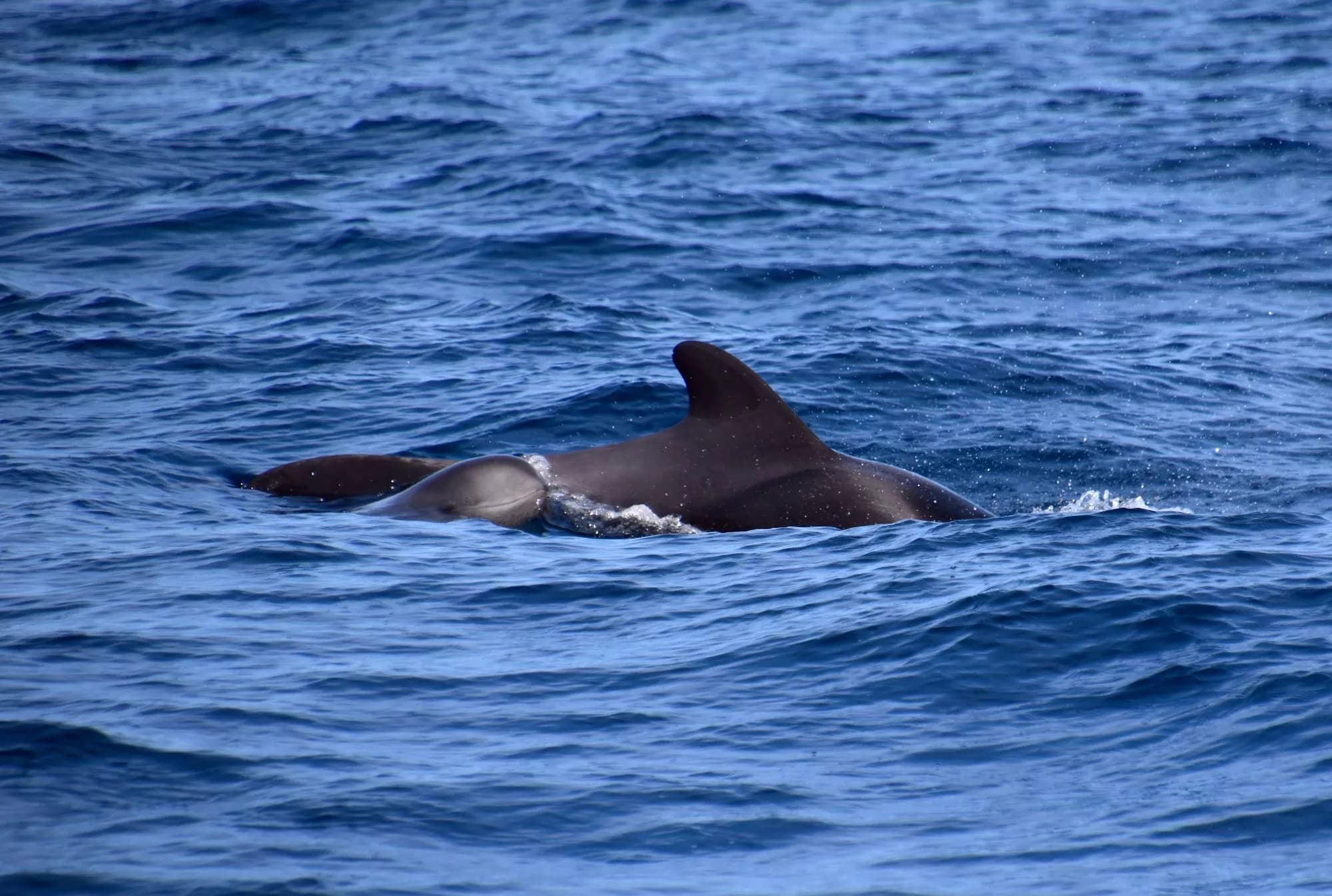 Whales: Majestic Giants of the Sea near Los Gigantes slider thumbnail 5