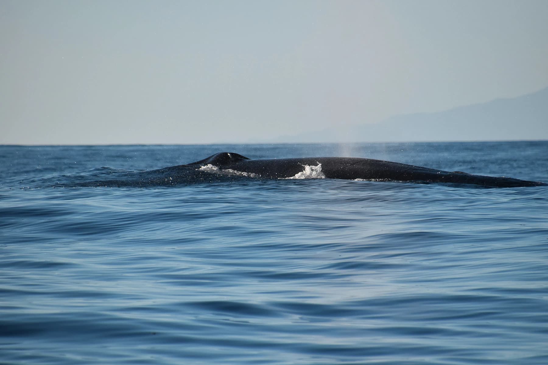 Whales: Majestic Giants of the Sea near Los Gigantes slider thumbnail 6