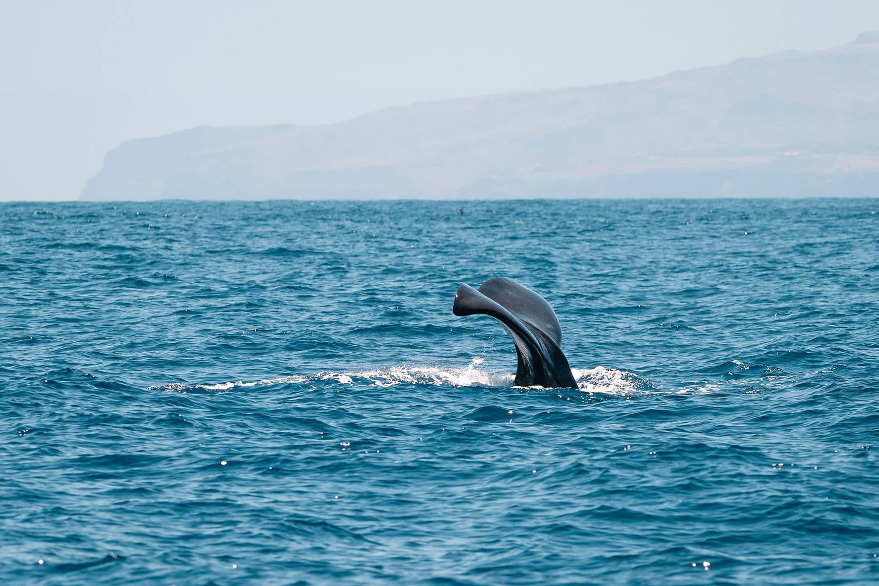 Whales: Majestic Giants of the Sea near Los Gigantes slider thumbnail 1