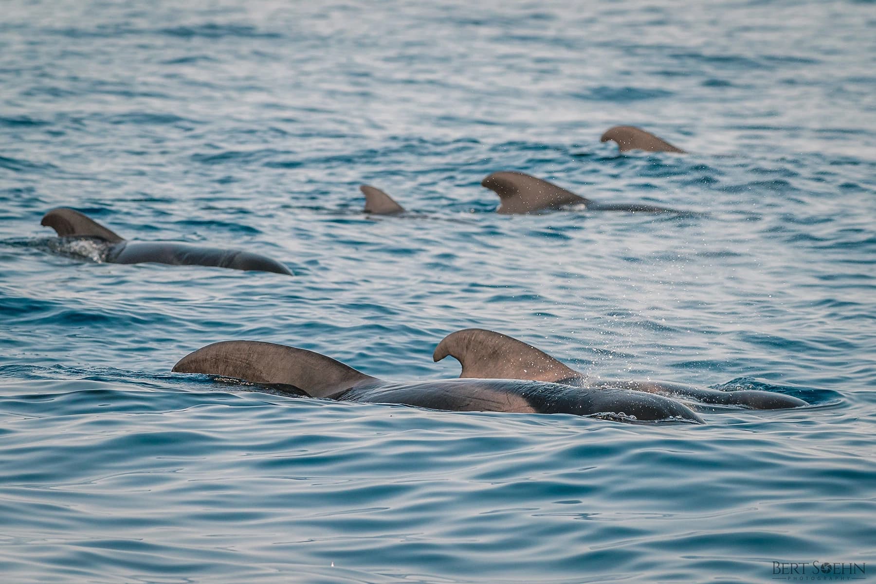 Whales: Majestic Giants of the Sea near Los Gigantes slider thumbnail 7