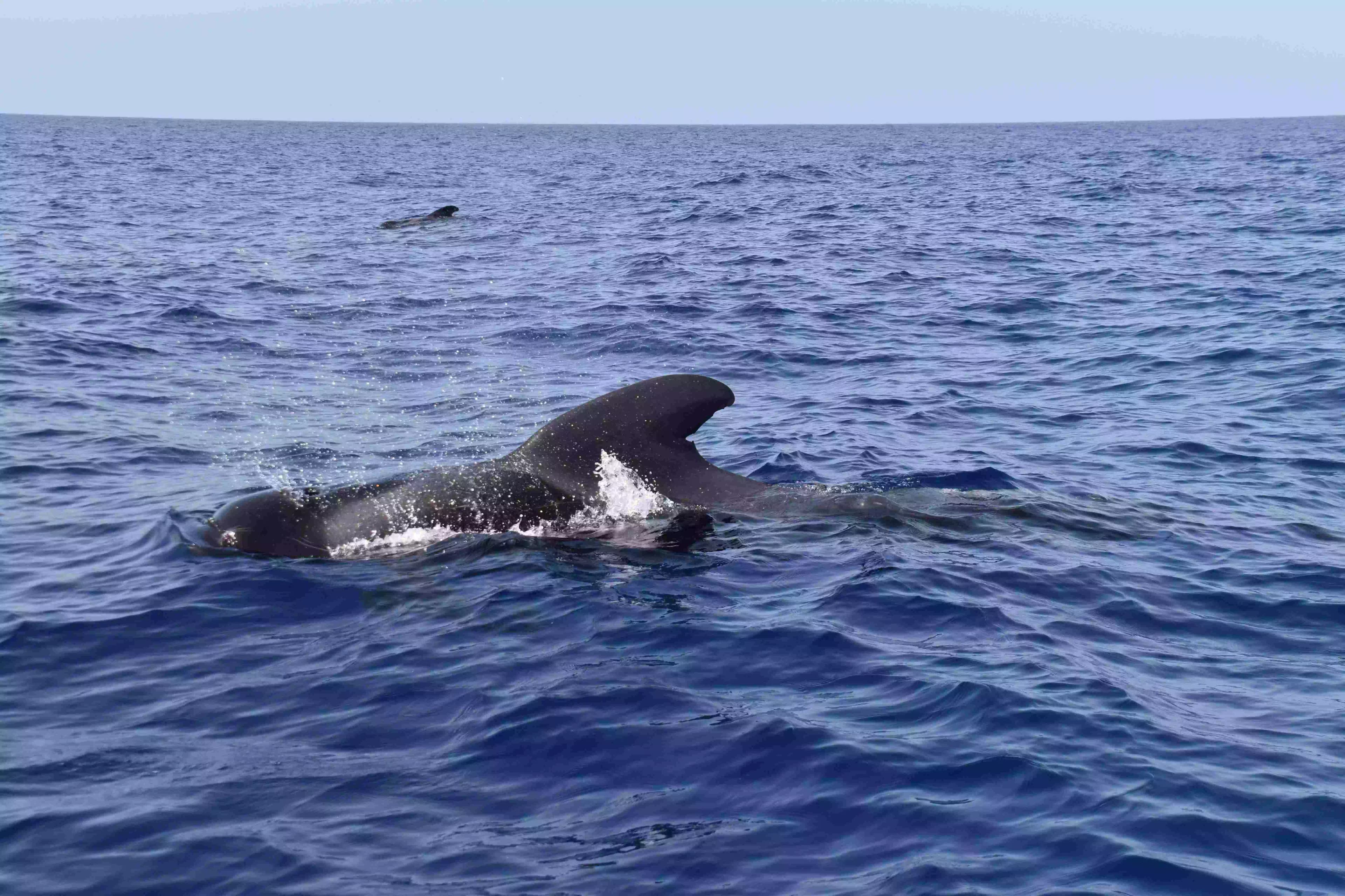 Whales: Majestic Giants of the Sea near Los Gigantes slider thumbnail 8