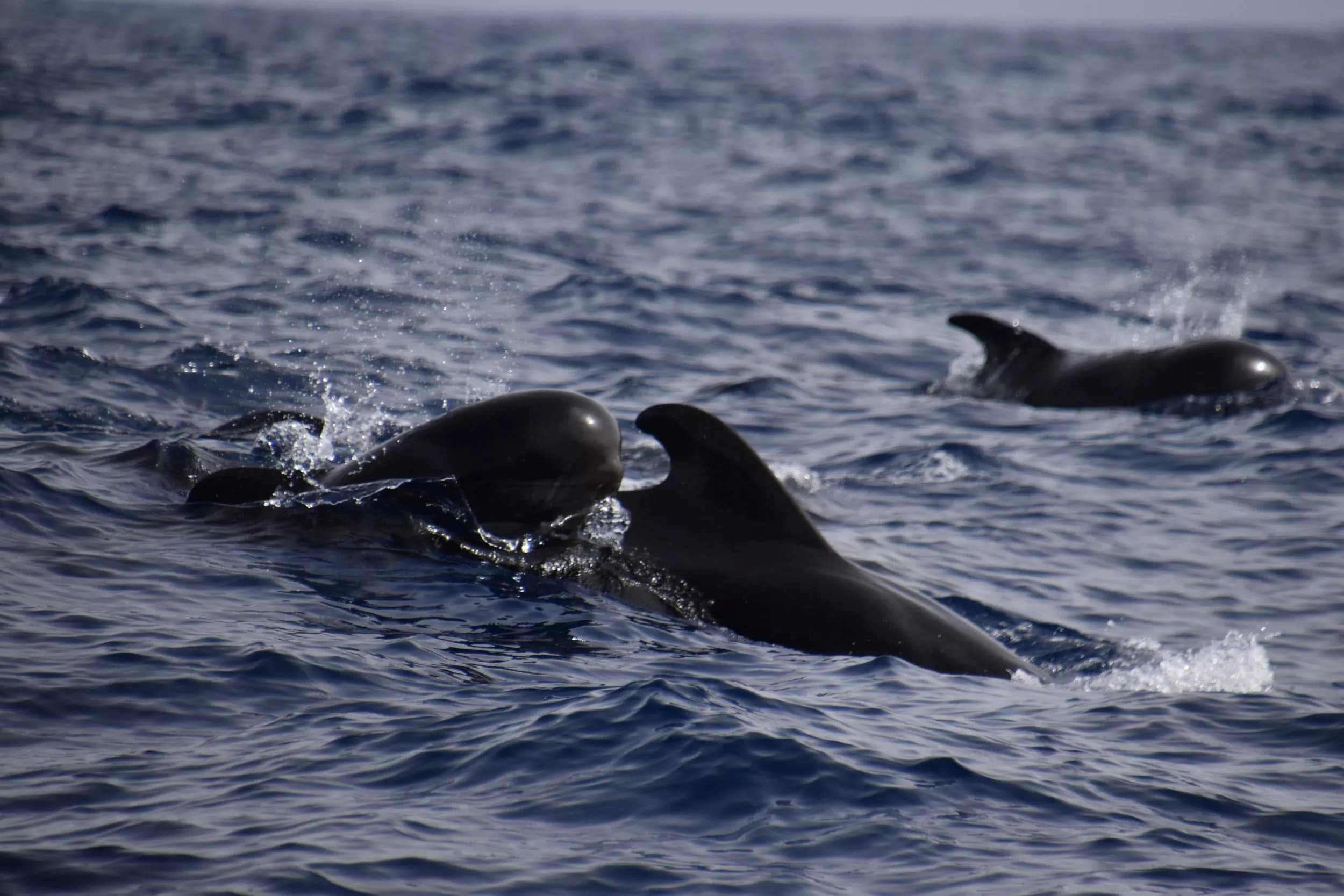 Whales: Majestic Giants of the Sea near Los Gigantes slider thumbnail 9